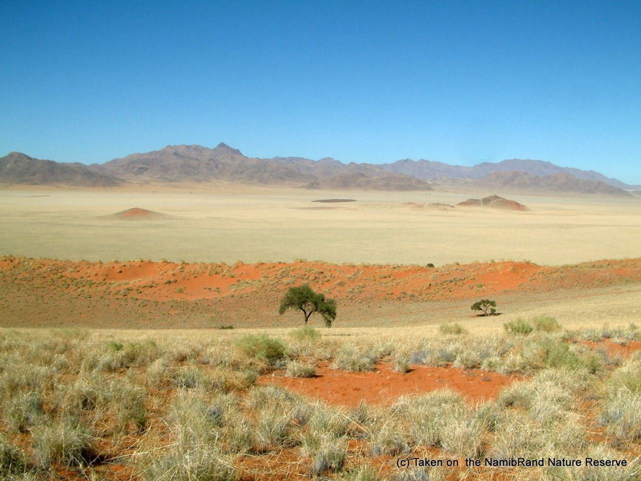 In arid climates, where water is scarce and soil nutrient-poor, plants face stiffer competition for resources. As a result, they 'organize' themselves at a distance to maximize what limited resources are available --ultimately forming strongly ordered patterns on the landscape.