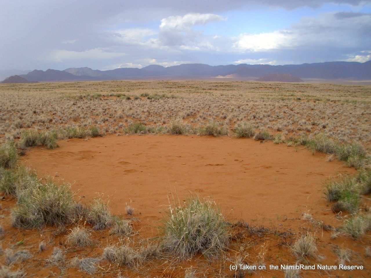 Sand termites kill vegetation creating bare patches, which are evenly spaced in a hexagonal formation reflecting territorial battles with neighboring colonies. In doing so the earth accumulates more water.