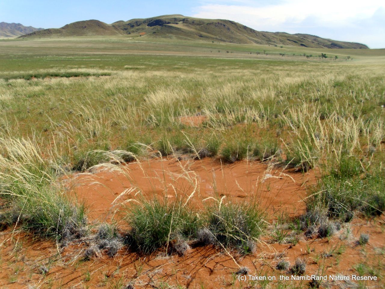 Plants surrounding the termites' territory are able to utilize the extra moisture through extensive root growth, growing taller vegetation than their neighbors in drier soil.