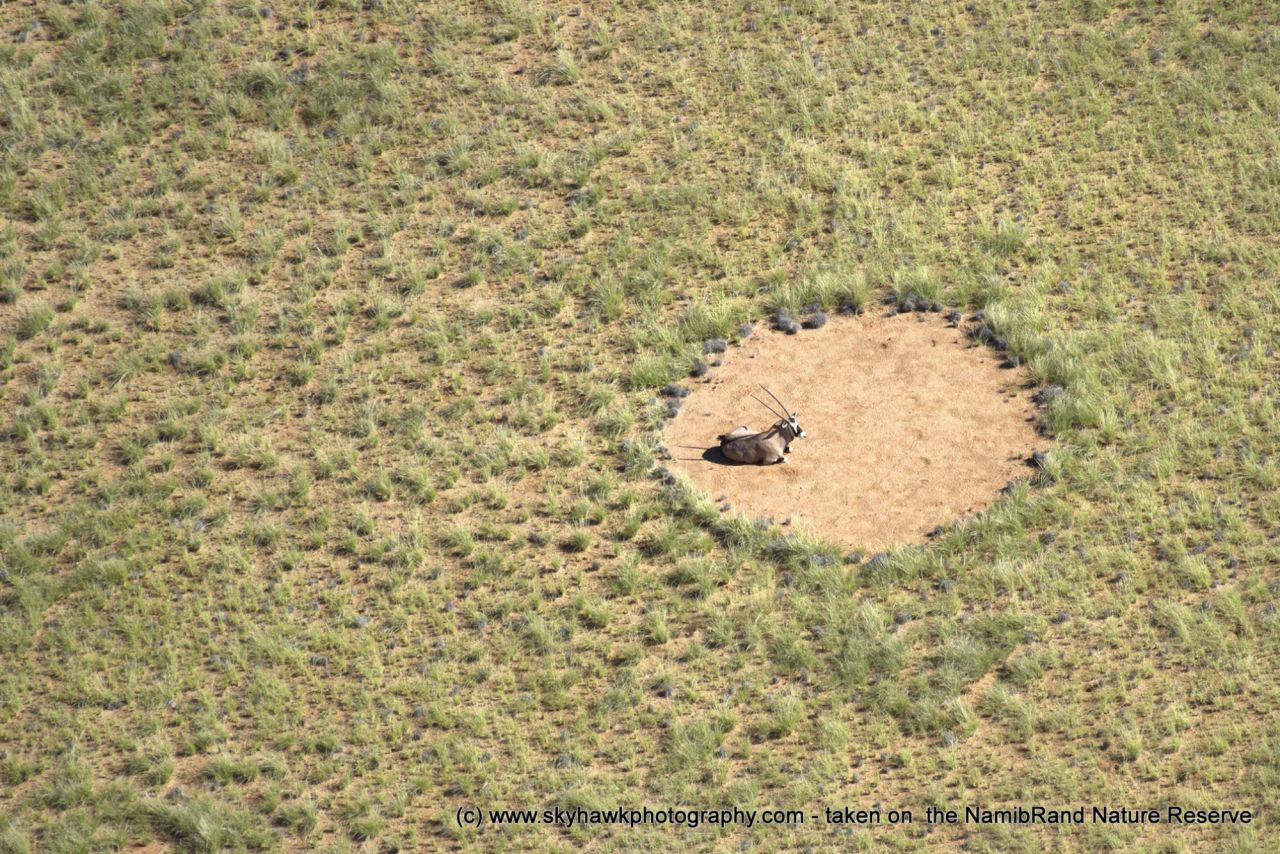 A combination of insect colonies, regular formations and benefiting vegetation have been identified all over the world.