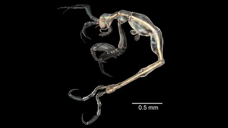 Translucent and tiny, the skeleton shrimp (or Liropus minusculus) was discovered in a cave on Santa Catalina, an island off the coast of Southern California. 