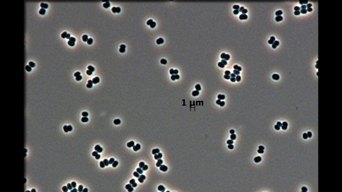 These microorganisms survived NASA's stringent deep-cleaning techniques, such as drying, chemical cleaning, and ultraviolet treatments.