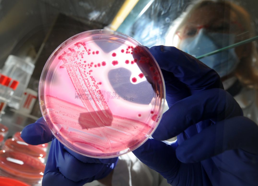 Una placa de Petri con una cultura de cepas bacterianas de E. coli, la cual inspiró la forma de los nanobots desarrollados en ETH.   