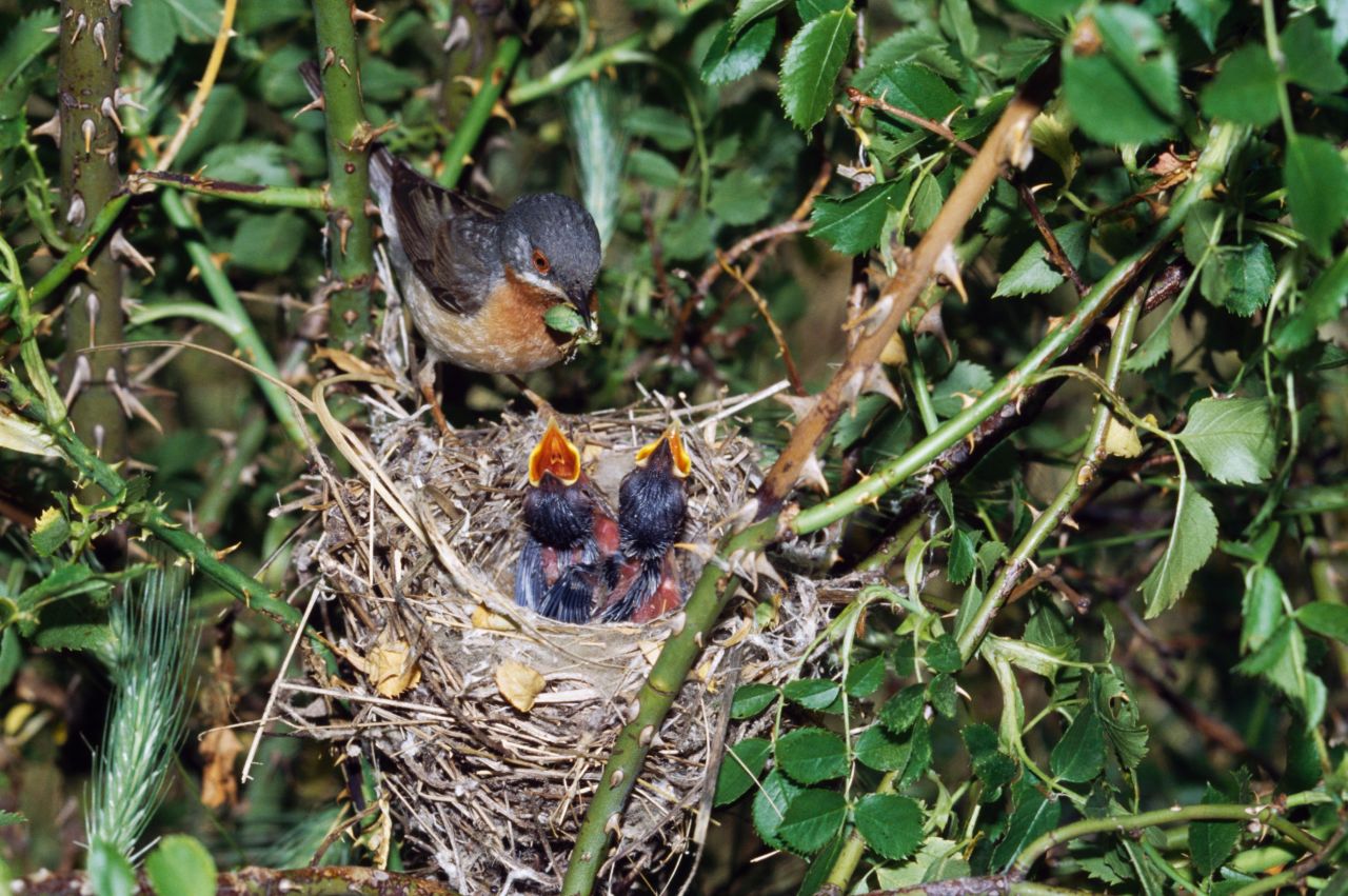 A subalpine warbler feeds its chicks at the nest. 