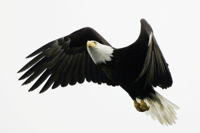 A bald eagle flies over Prince William Sound near Valdez, Alaska. In 1989, the Exxon Valdez oil spill decimated local wildlife populations.   