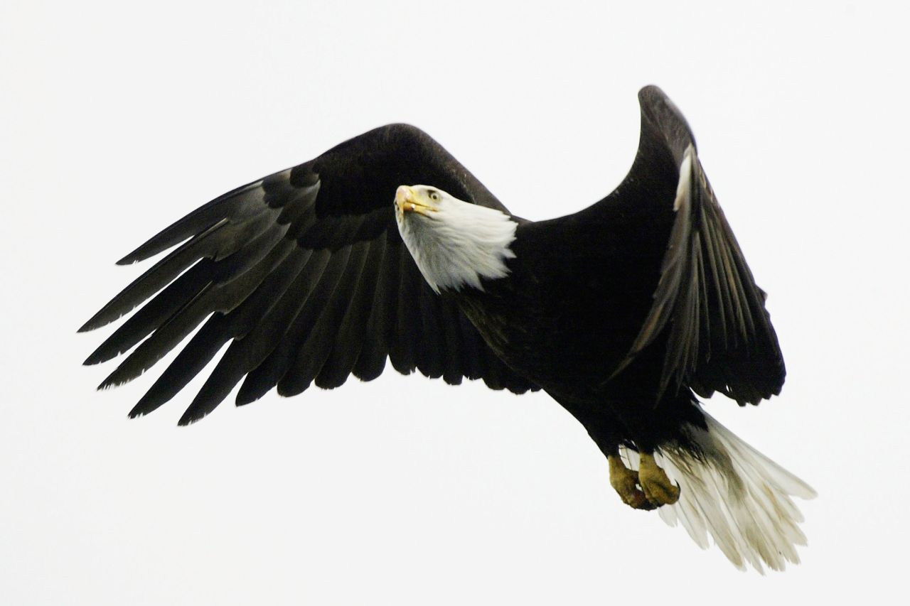 A bald eagle flies over Prince William Sound near Valdez, Alaska. In 1989, the Exxon Valdez oil spill decimated local wildlife populations.   
