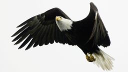 02 birds - eagle 