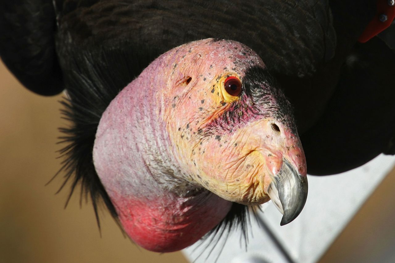 A rare and endangered California condor in Marble Gorge, east of Grand Canyon National Park in Arizona. 