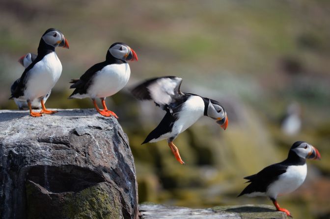 Puffins return to their summer breeding grounds on the Farne Islands in England. 