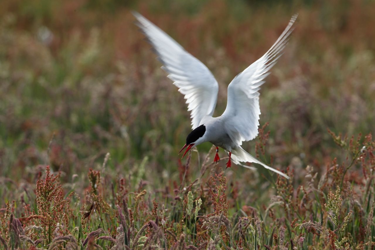 An Arctic tern returns to its nest in Inner Farne, England. 