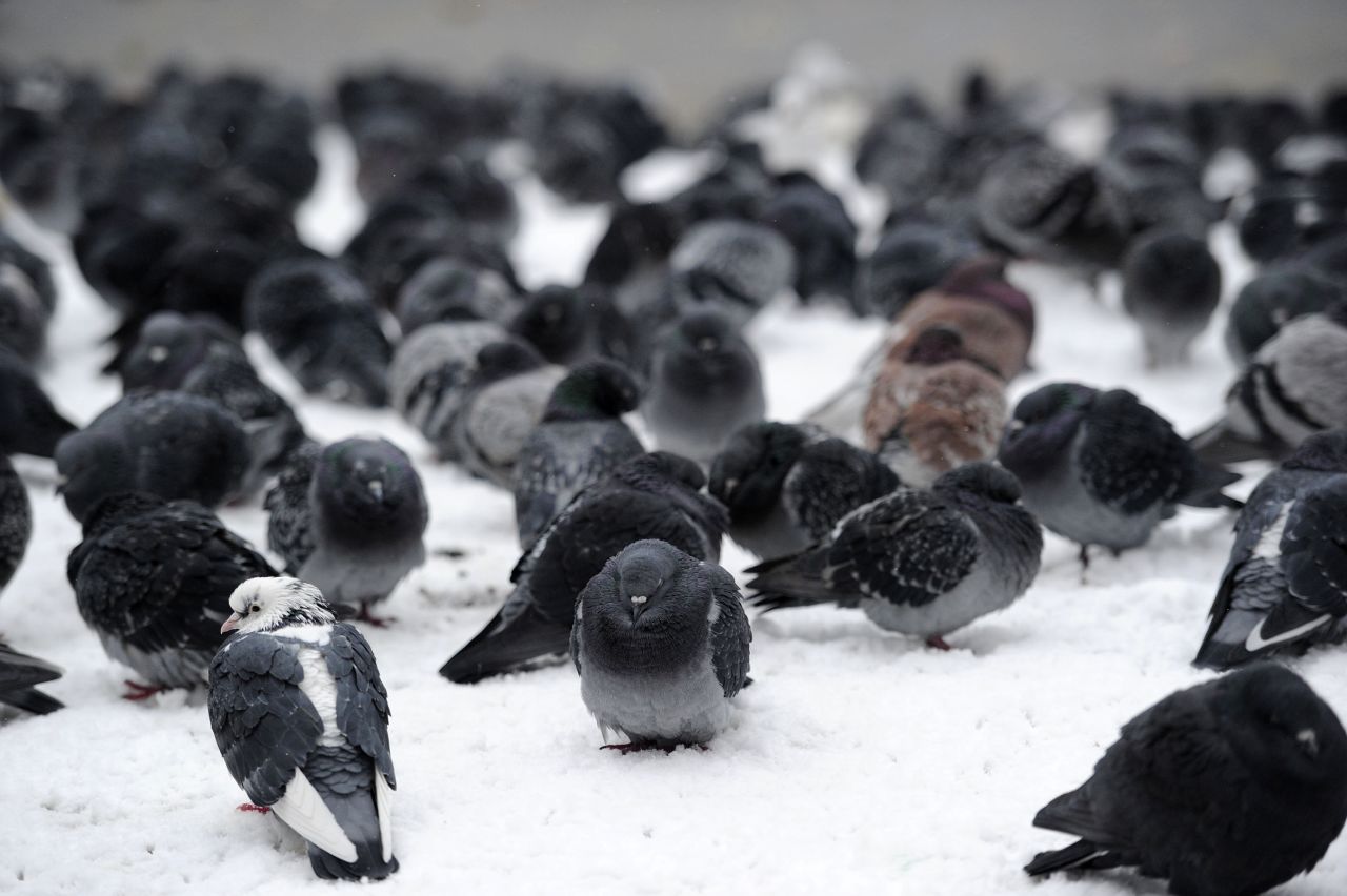 Pigeons huddle in the snow at St James' Park in central London.