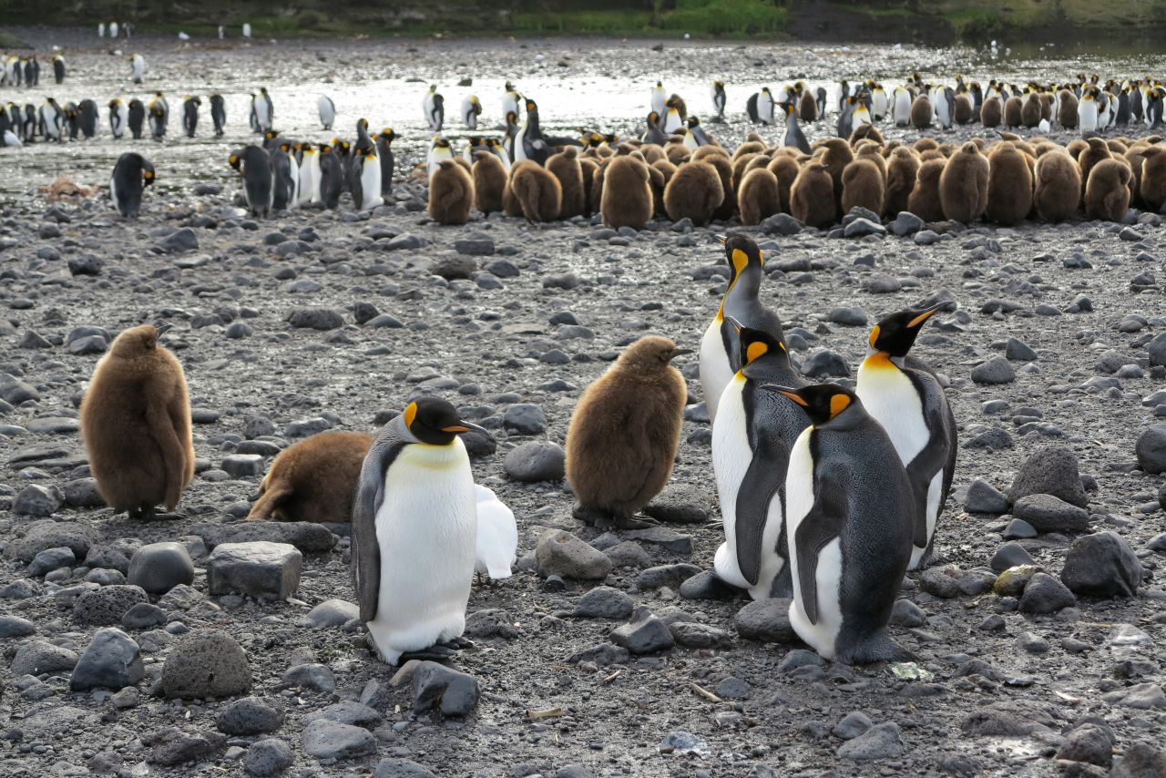 Penguins on Possession Island in the Crozet archipelago, part of the French Southern and Antarctic Lands.  