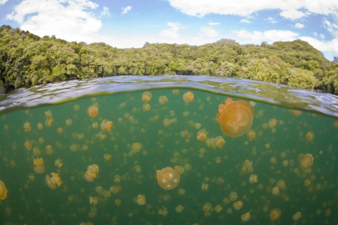 No jellyfish will sting you when you swim or snorkel in Palau's Jellyfish Lake.
