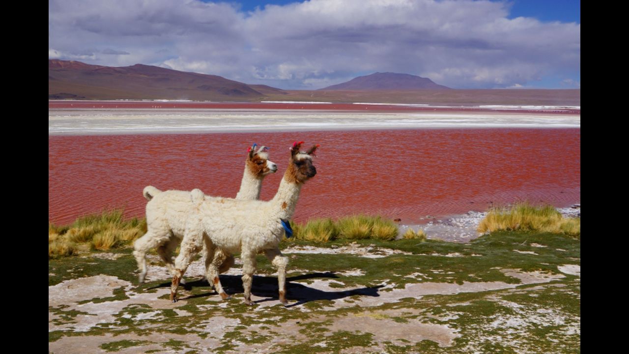 The russet-red Laguna Colorada reportedly influenced the great painter, Salvidor Dali, who once traveled to this far reach of Bolivia seeking inspiration. 
