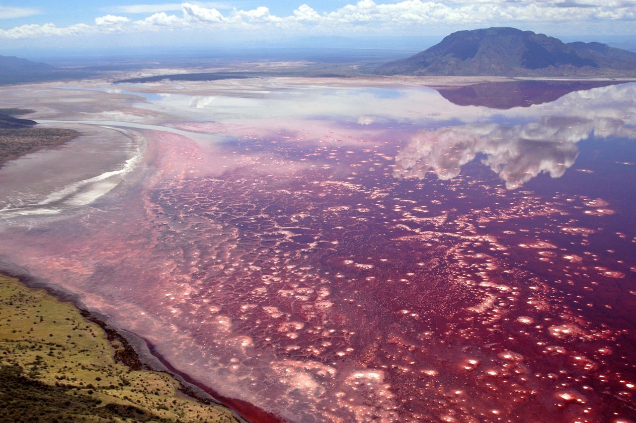 Tanzania's Lake Natron, where temperatures can reach 140 degrees, literally turns animals into stone. 