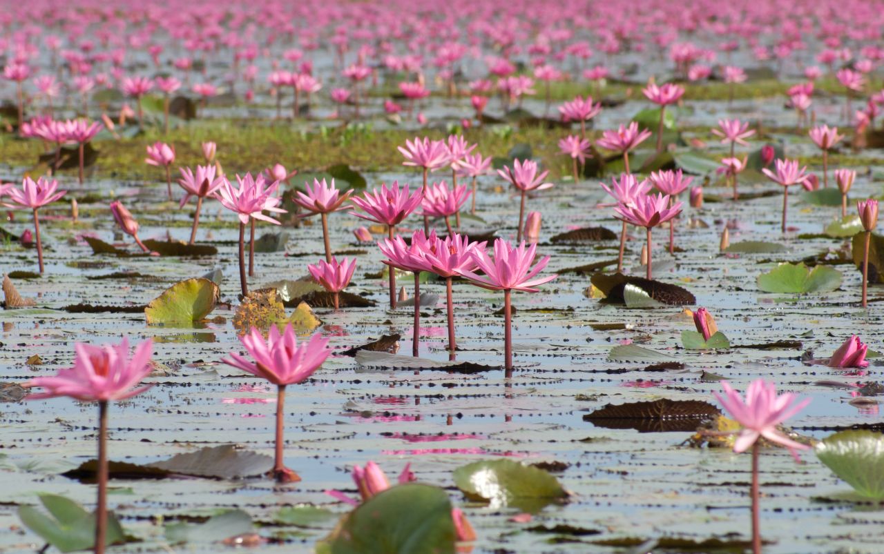 Thousands of red lotus flowers sprout annually in October and completely transform the surface of Lake Nong Harn, Thailand. 
