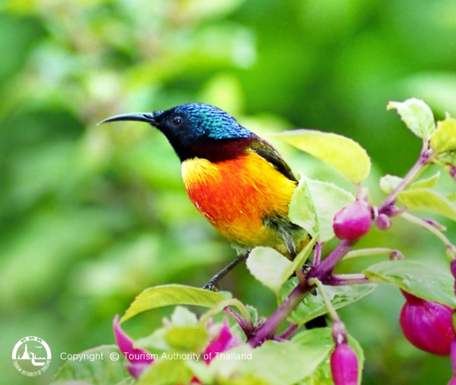 Always wanted to to see a green-tailed sunbird in the wild? Doi Pha Hom Pok National Park is a great place for birdwatching. 