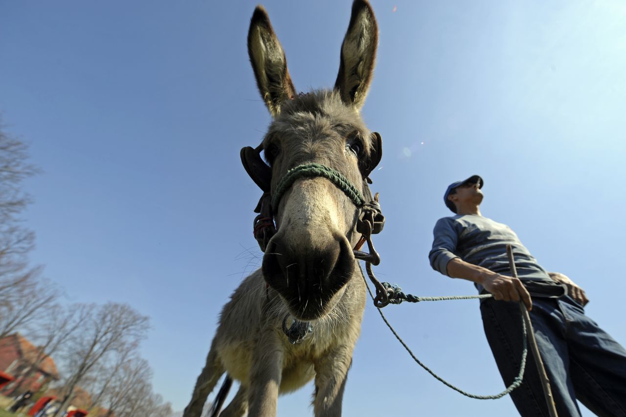 About 25 liters are required to make just one kilogram of donkey cheese. That means the white, crumbly pule is both limited and costly. Currently it goes for about €1,000 a kilo, or $576 a pound.