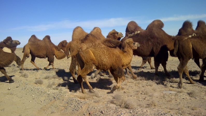 <a href="index.php?page=&url=http%3A%2F%2Fireport.cnn.com%2Fdocs%2FDOC-889113">Camels</a> journey through Mongolia's Gobi Desert. This image was taken with a BlackBerry.