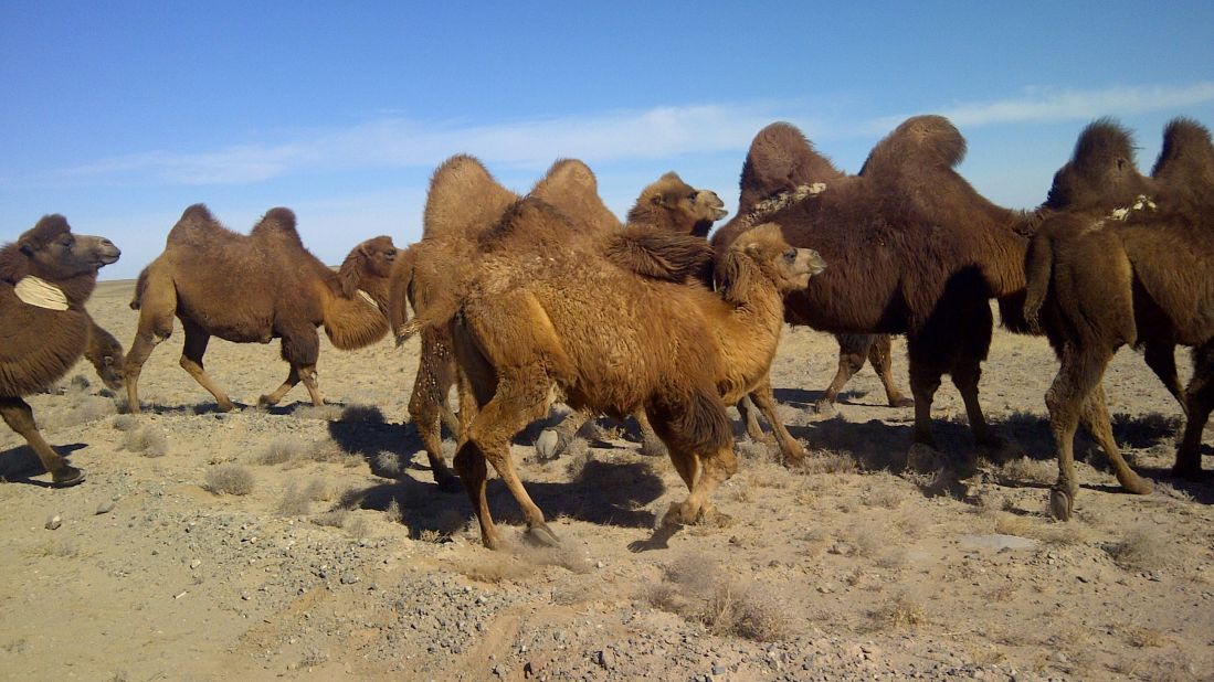 <a href="http://ireport.cnn.com/docs/DOC-889113">Camels</a> journey through Mongolia's Gobi Desert. This image was taken with a BlackBerry.