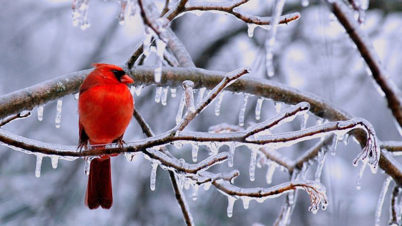 A <a href="index.php?page=&url=http%3A%2F%2Fireport.cnn.com%2Fdocs%2FDOC-1067282">cardinal</a> perches on an icy branch in Chantilly, Virginia. 