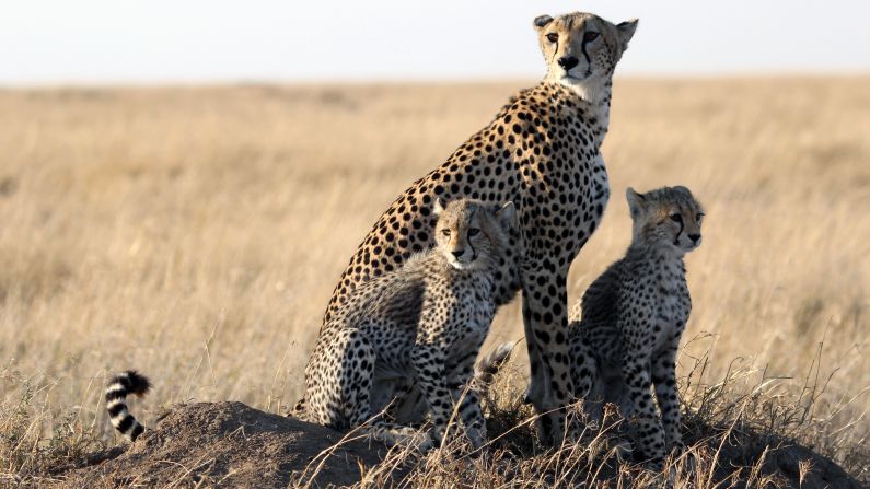 This <a href="index.php?page=&url=http%3A%2F%2Fireport.cnn.com%2Fdocs%2FDOC-909942">cheetah family</a> in Tanzania is practically posing for the camera. 