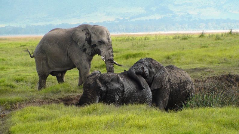 These <a href="index.php?page=&url=http%3A%2F%2Fireport.cnn.com%2Fdocs%2FDOC-543804">elephants</a> look to be enjoying their mud pit in Tanzania's Ngorongoro Crater.