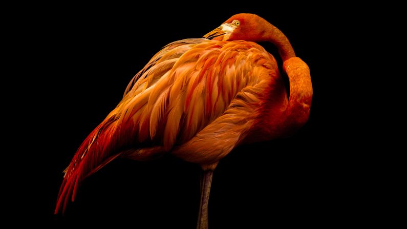 Shot in a studio? Nope, this <a href="index.php?page=&url=http%3A%2F%2Fireport.cnn.com%2Fdocs%2FDOC-1122035">flamingo</a> just happened to pose against a black background for a patient photographer at a sanctuary in New Jersey.
