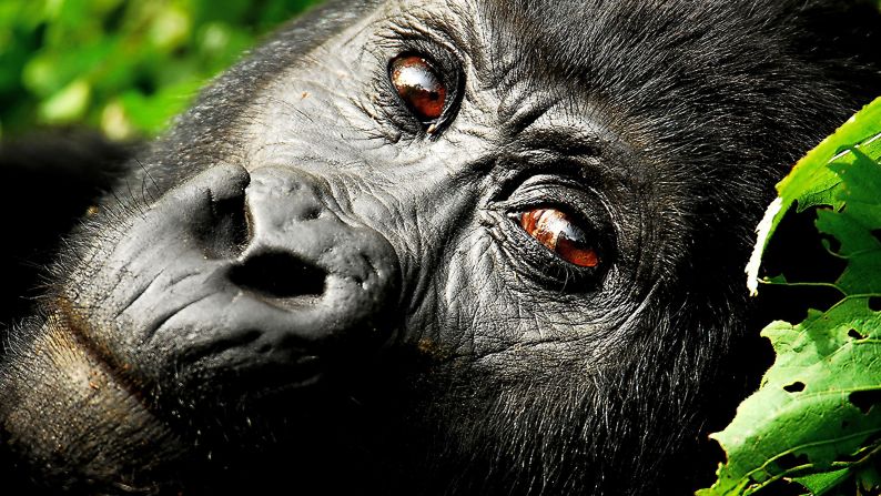 Click through the gallery to see our favorite examples of gorgeous wildlife photography. This soulful portrait of a <a href="index.php?page=&url=http%3A%2F%2Fireport.cnn.com%2Fdocs%2FDOC-608556">mountain gorilla</a> was taken by Craig Smith along the Rwanda-Uganda border.