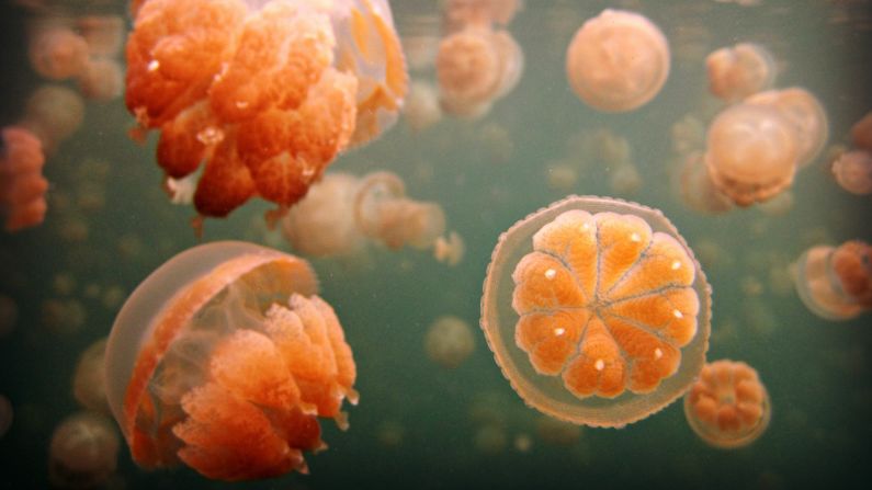 In Palau's Jellyfish Lake, you'll find <a href="index.php?page=&url=http%3A%2F%2Fireport.cnn.com%2Fdocs%2FDOC-1129422">jellyfish</a> ranging from the size of a fingernail to that of a soccer ball. And they don't sting! <br /><br /><strong>Click the double arrows below to see more amazing wildlife photos.</strong>