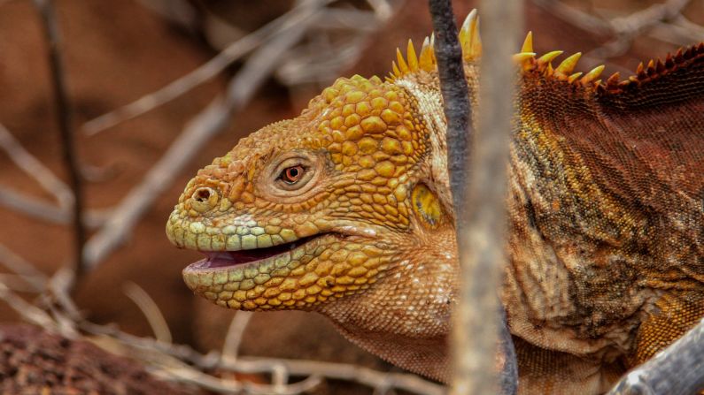 The Galapagos Islands are home to many unusual and rare animals, including the otherworldly <a href="index.php?page=&url=http%3A%2F%2Fireport.cnn.com%2Fdocs%2FDOC-1122385">land iguana</a>.