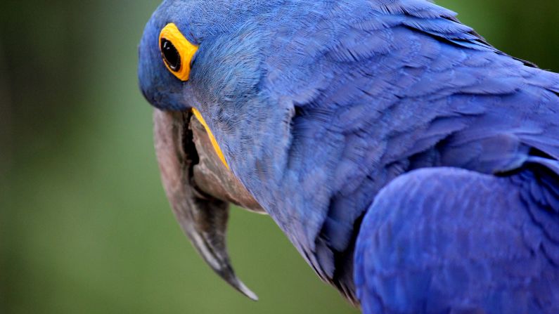 This brilliant blue <a href="index.php?page=&url=http%3A%2F%2Fireport.cnn.com%2Fdocs%2FDOC-869204">hyacinth macaw</a> lives at Marquesa Forest Park's aviary in San Juan, Puerto Rico.