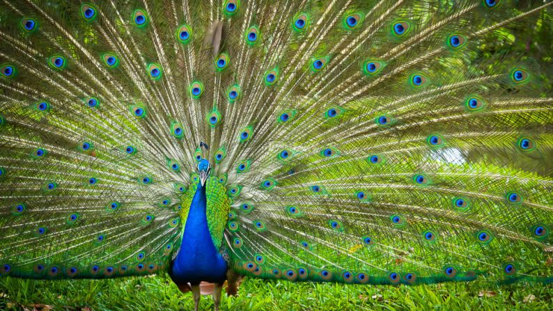 A striking <a href="index.php?page=&url=http%3A%2F%2Fireport.cnn.com%2Fdocs%2FDOC-967907">peacock</a> faces the camera in Cotui, Dominican Republic. 