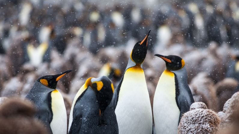<a href="http://ireport.cnn.com/docs/DOC-1111663">King penguins</a> frolic on South Georgia Island between Argentina and Antarctica. 