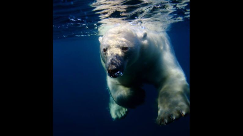 A <a href="index.php?page=&url=http%3A%2F%2Fireport.cnn.com%2Fdocs%2FDOC-1022157">polar bear</a> navigates the chilly waters of Repulse Bay, Canada. 