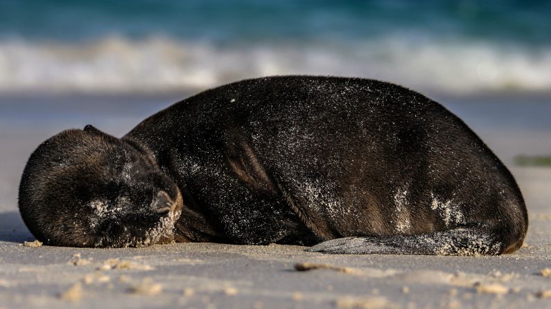 It's nap time for this young <a href="index.php?page=&url=http%3A%2F%2Fireport.cnn.com%2Fdocs%2FDOC-1121356">sea lion</a> on Ecuador's Galapagos Islands. 