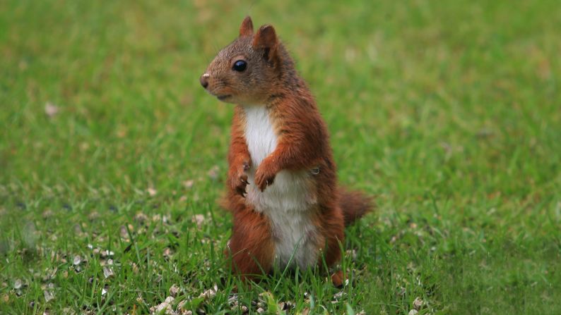 This little <a href="index.php?page=&url=http%3A%2F%2Fireport.cnn.com%2Fdocs%2FDOC-1135778">squirrel</a> lives in Atraa, Norway. 