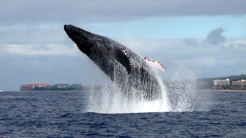 A <a href="index.php?page=&url=http%3A%2F%2Fireport.cnn.com%2Fdocs%2FDOC-1064800">humpback whale</a> makes a massive splash off the coast of Maui, Hawaii.