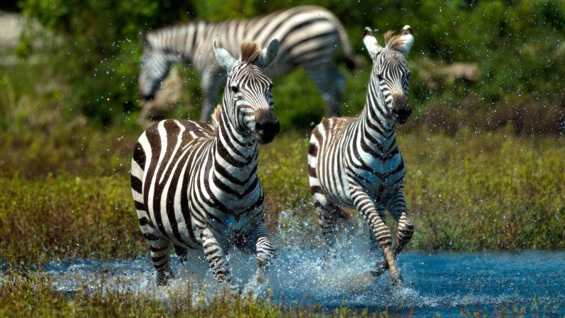 <a href="http://ireport.cnn.com/docs/DOC-1121807">Zebras</a> gallop through the water on a hot day at a reserve in Palm Beach, Florida.