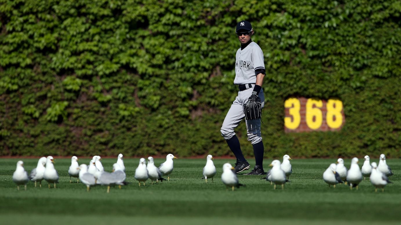 Ichiro Suzuki of the New York Yankees watches seagulls as they gather in the outfield during a game at Chicago's Wrigley Field on Wednesday, May 21.