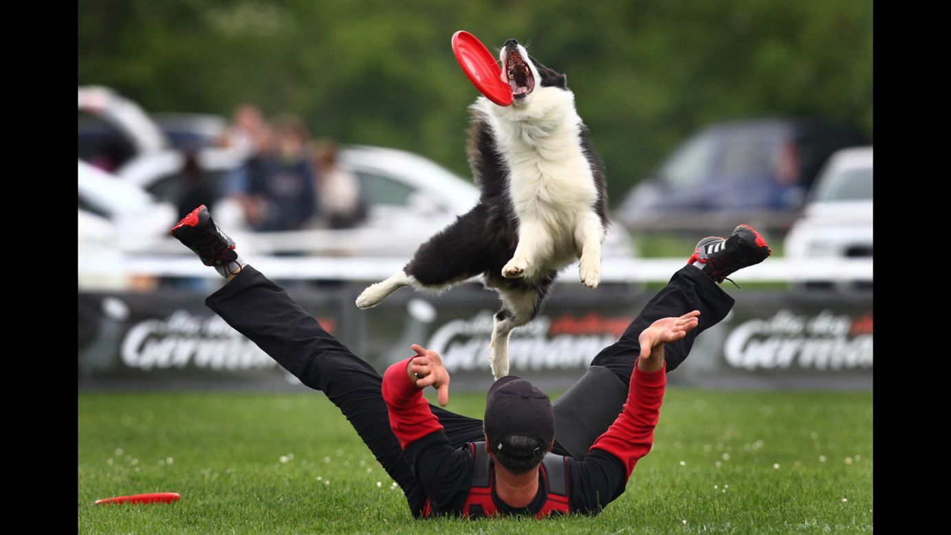 A dog catches a flying disc during the Disc Dog Challenge event Saturday, May 24, in Pforzen, Germany.