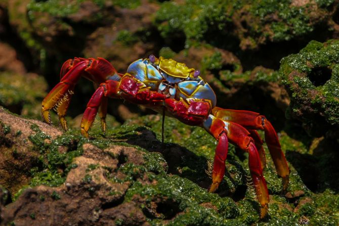 This colorful Galapagos <a href="index.php?page=&url=http%3A%2F%2Fireport.cnn.com%2Fdocs%2FDOC-1121472">crab</a> is called a "Sally Lightfoot" or "red rock" crab.