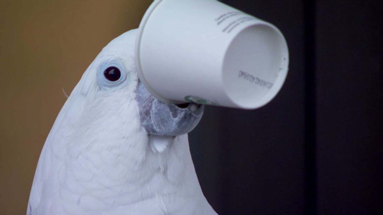 pkg parrot loves coffee_00001605.jpg