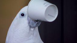 pkg parrot loves coffee_00001605.jpg