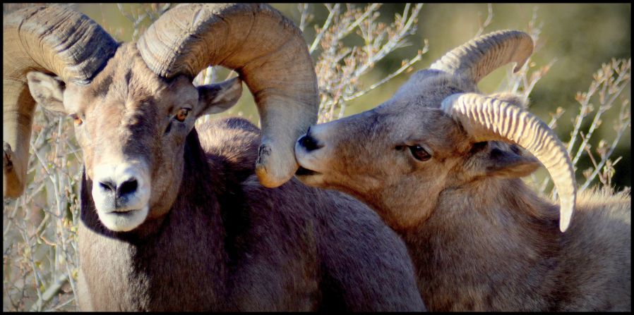 Two <a href="index.php?page=&url=http%3A%2F%2Fireport.cnn.com%2Fdocs%2FDOC-1121362">bighorn sheep</a> share a tender moment in Georgetown, Colorado.