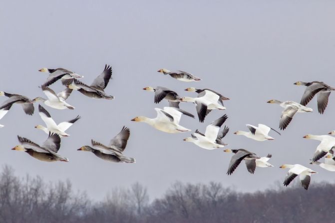 A flock of <a href="index.php?page=&url=http%3A%2F%2Fireport.cnn.com%2Fdocs%2FDOC-940785">snow geese</a> migrates through Wentzville, Missouri.