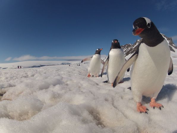 A curious <a href="index.php?page=&url=http%3A%2F%2Fireport.cnn.com%2Fdocs%2FDOC-905295">penguin</a> stares right into the camera in Antarctica. 