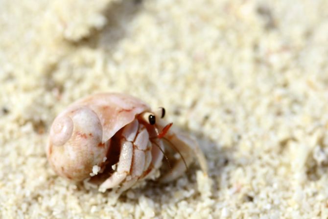 A <a href="index.php?page=&url=http%3A%2F%2Fireport.cnn.com%2Fdocs%2FDOC-850454">hermit crab</a> perches in the sands of Sabah, Malaysia. 