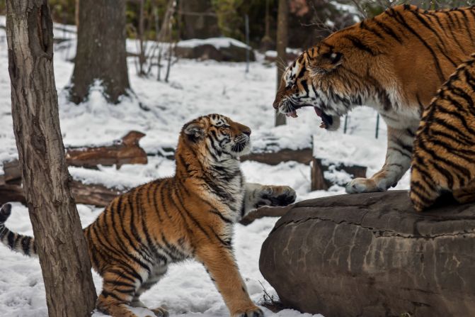 A young <a href="index.php?page=&url=http%3A%2F%2Fireport.cnn.com%2Fdocs%2FDOC-1121353">tiger</a> receives a stern talking-to in New York's Bronx Zoo.