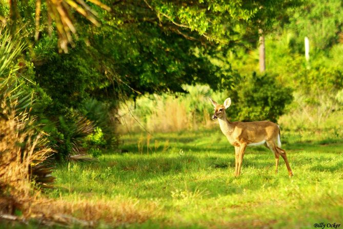 Sunlight shines upon a <a href="index.php?page=&url=http%3A%2F%2Fireport.cnn.com%2Fdocs%2FDOC-1023750">deer</a> in Saint Sebastian River Preserve State Park, Florida.